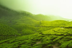 zielona herbata matcha